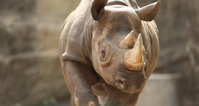 Kapuki, a 13-year-old female eastern black rhinoceros at the Lincoln Park Zoo, is pregnant